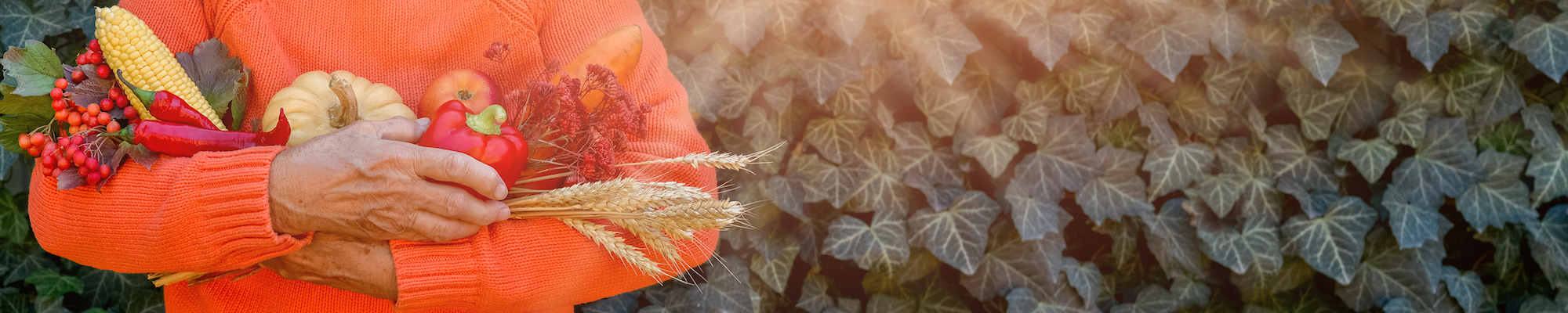 Senior woman holding colorful autumn vegetables and fruits 1312342054 4500x900 1